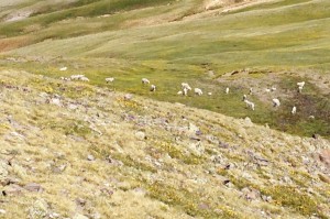 Watching how fluid and nimble the Goats are on the mountains, help me reflect on the history of the First Race Vest.